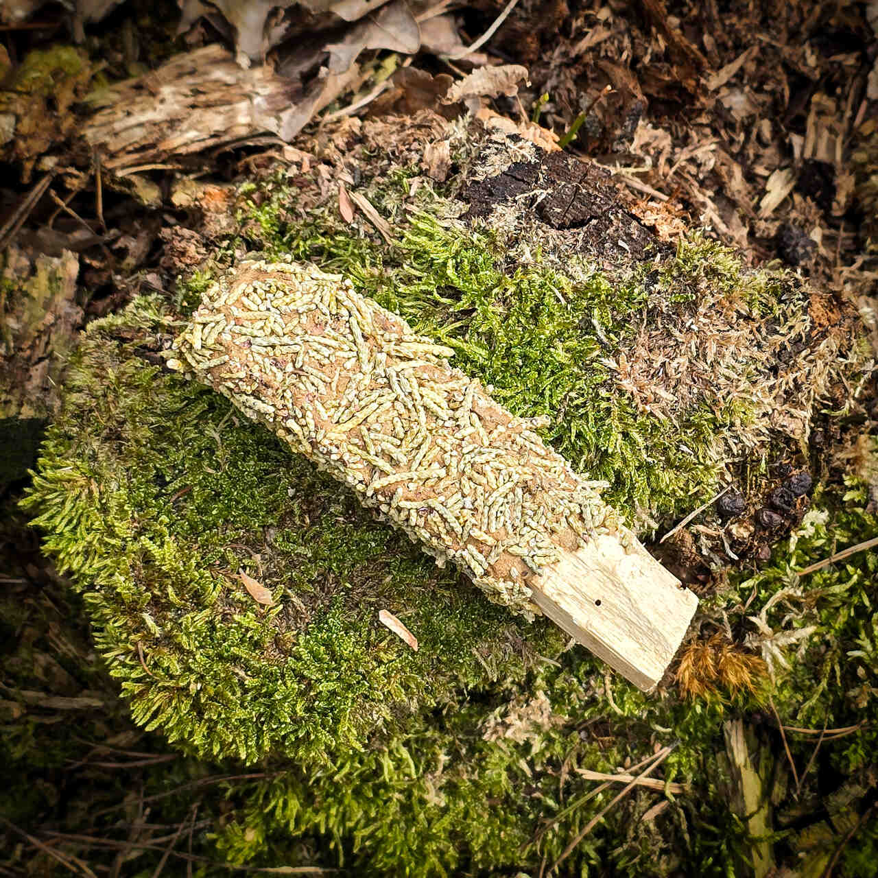 Palo Santo leśne jałowiec i cedr - obrazek 2